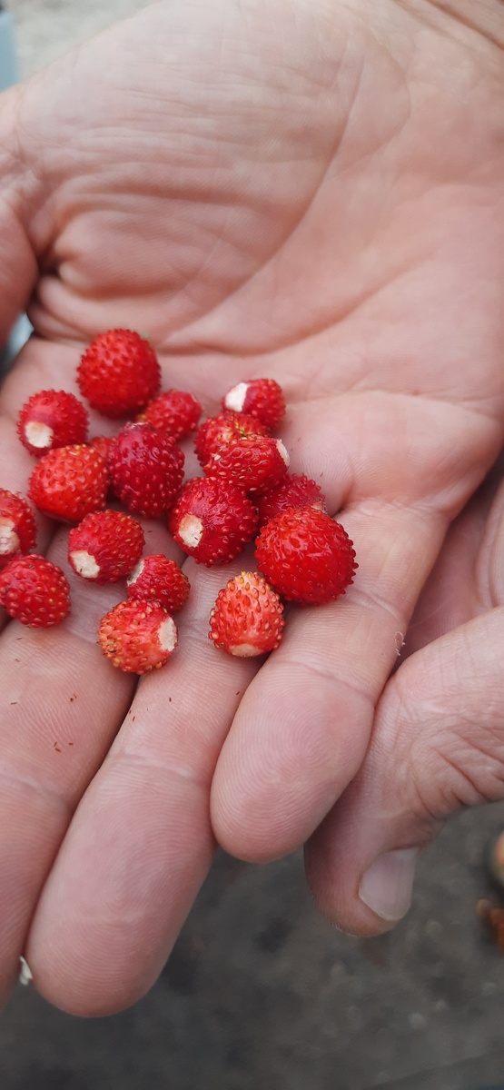 Земляника лесная - вкусная и ароматная