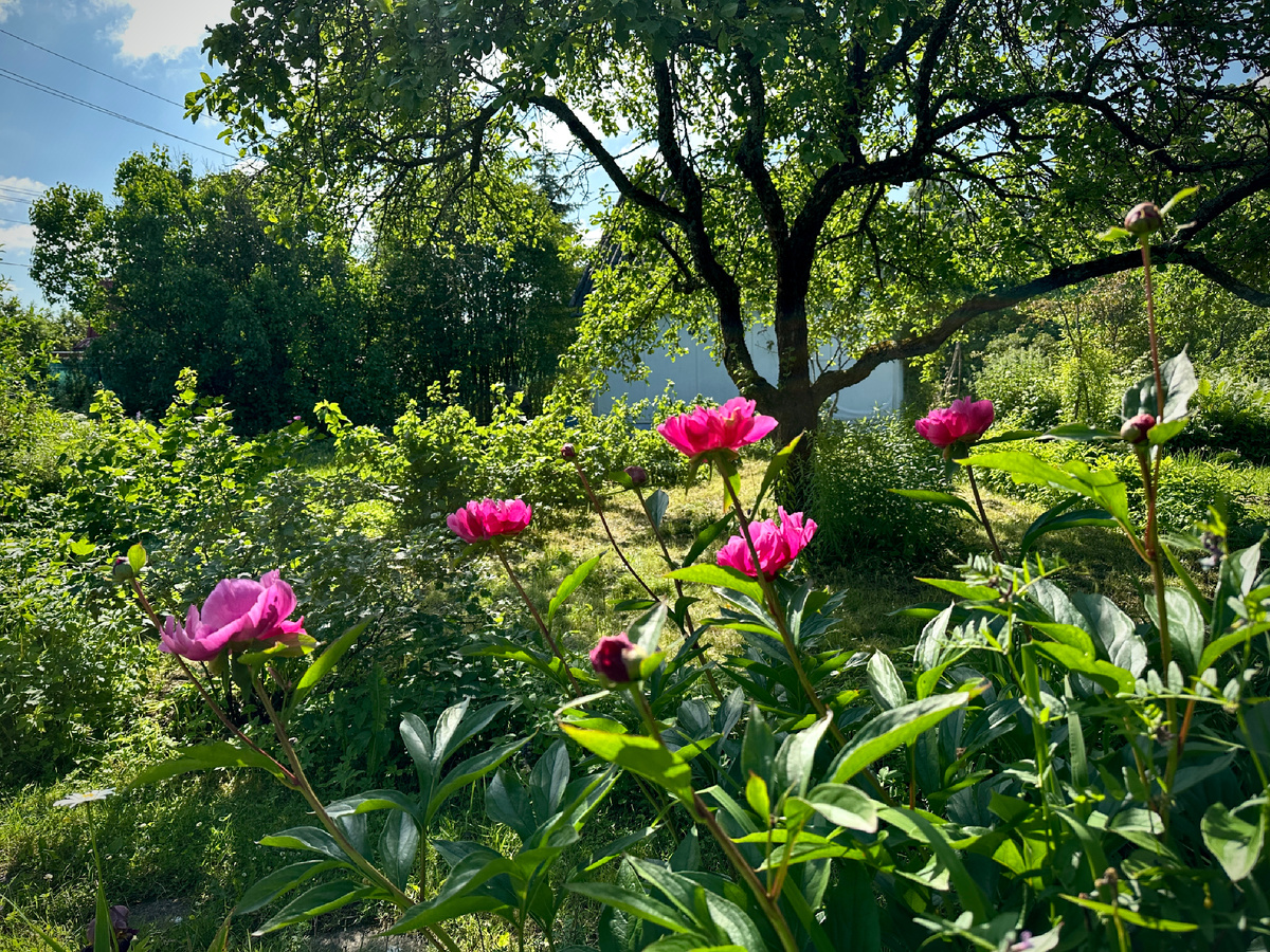 Простые пионы