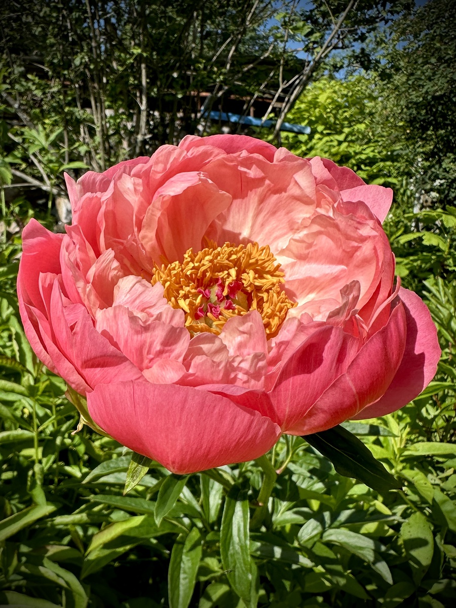 Пион коралл шарм