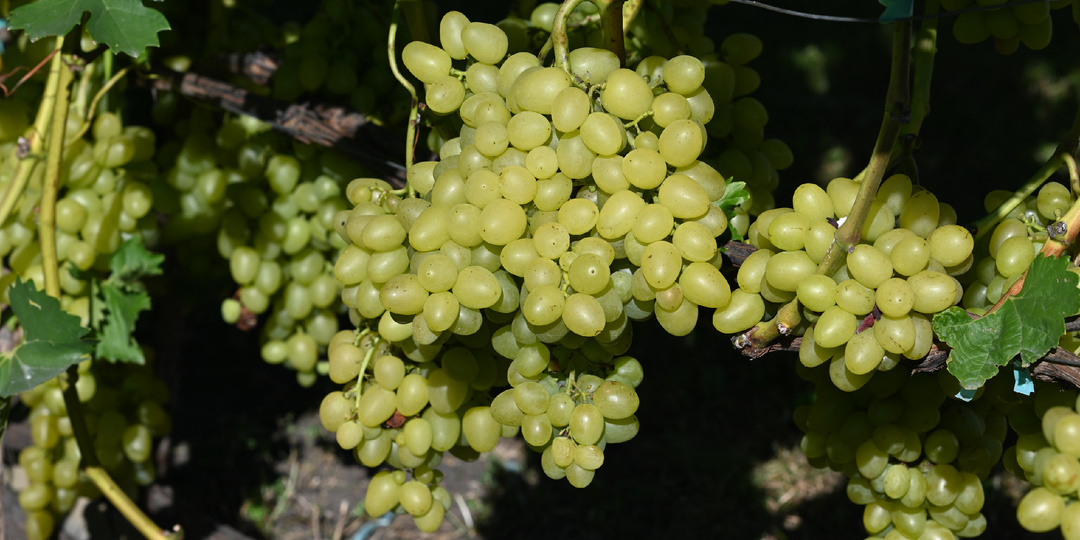 Как ускорить созревание винограда: 7 эффективных методов