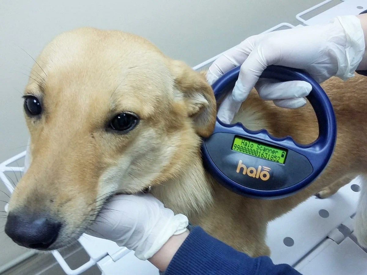 Чипирование