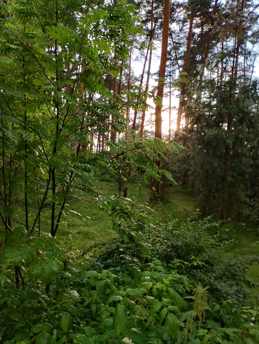 Лес после дождя