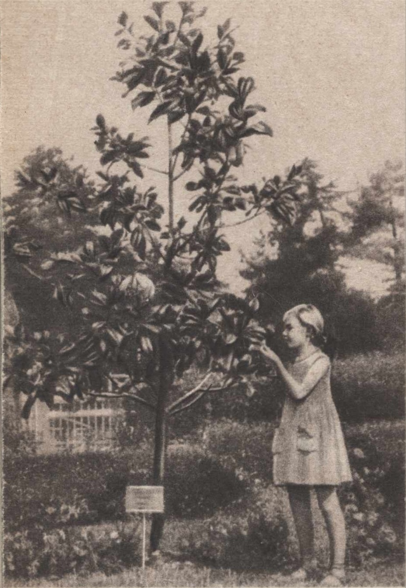 Магнолия, посаженная М.Торезом и его супругой Ж. Вермерш. Фотоиллюстрация: Журнал "Цветоводство" №2, 1964г