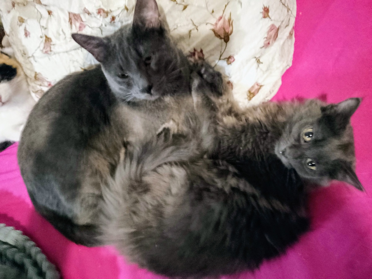 Силя и Варя