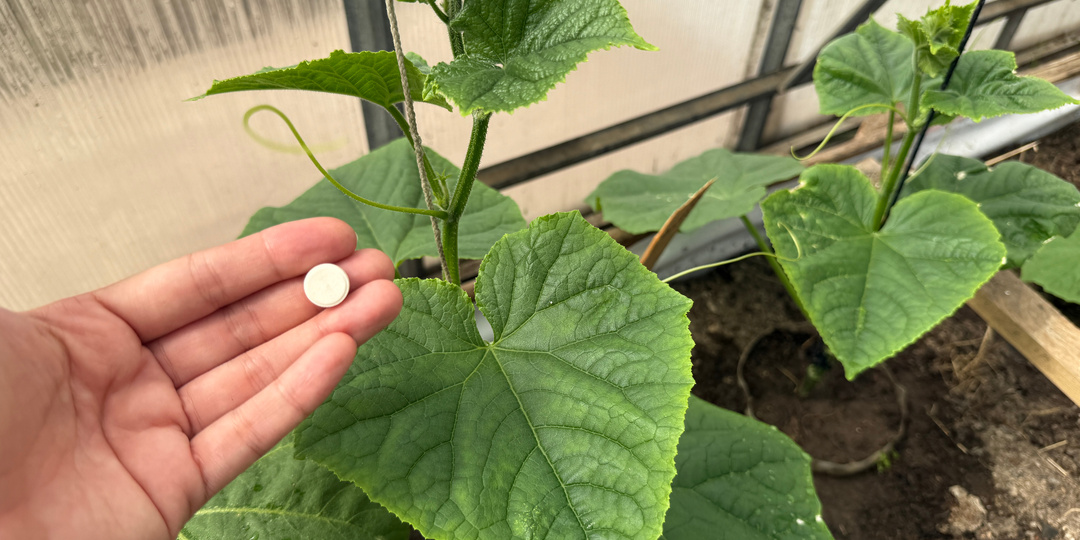 Огурцы обожают эту подкормку: сразу кинутся в рост и обильно заплодоносят