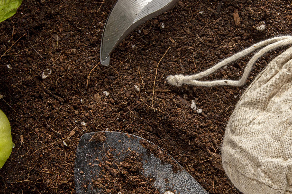    Почему не всходит фасоль? Садовод назвал две причины