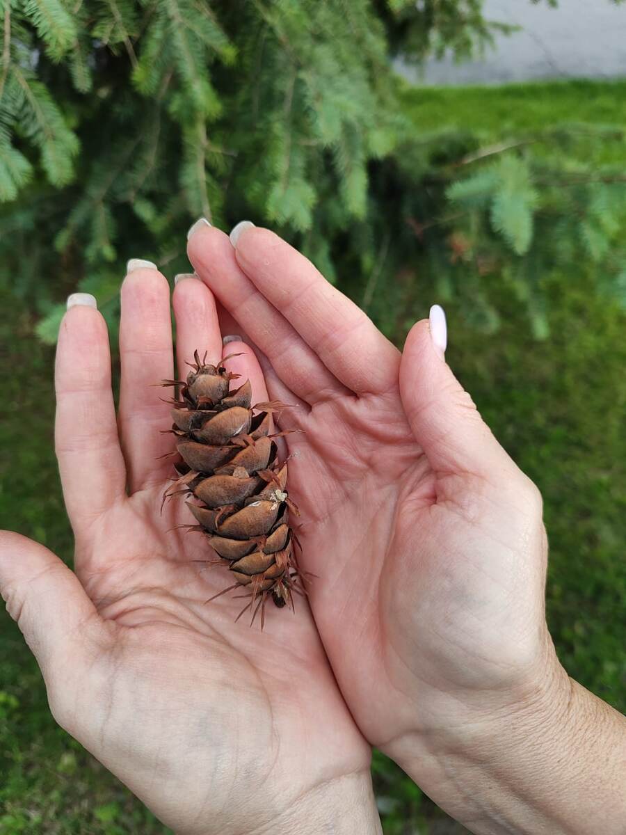 Вы видели такие шишки?