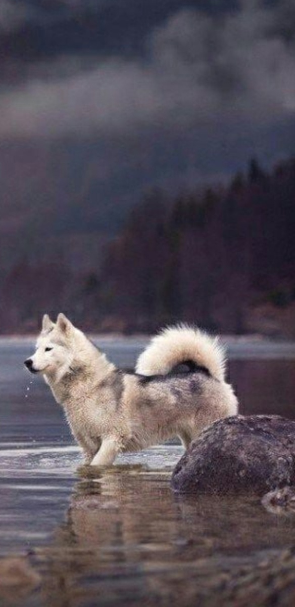 Фото с интернета.