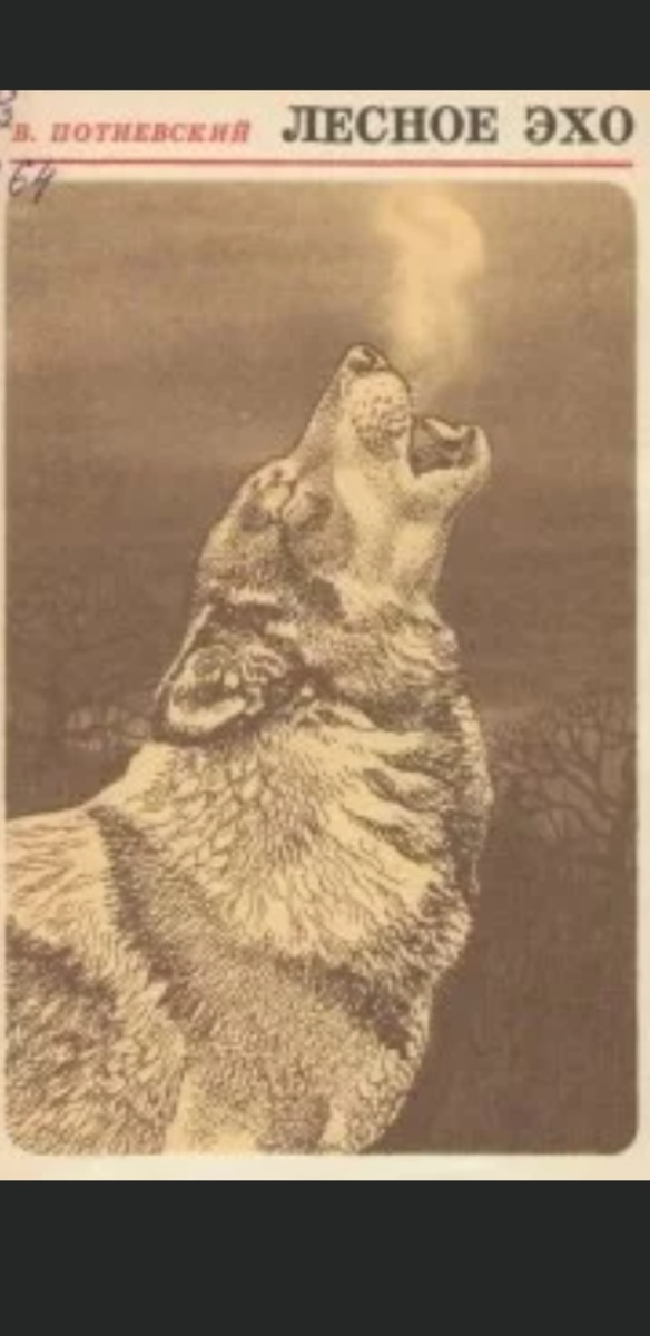 Фото с интернета.