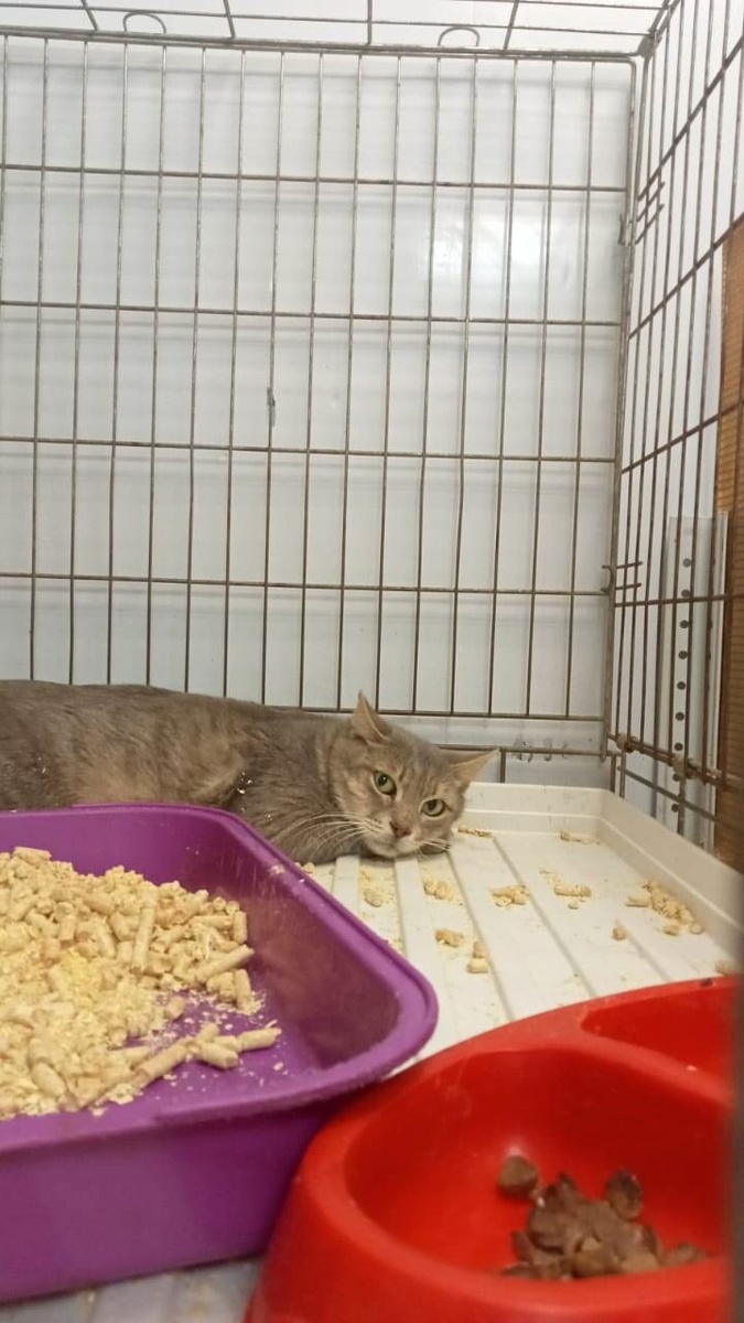 Ну как такое чудо на улицу выпускать можно было