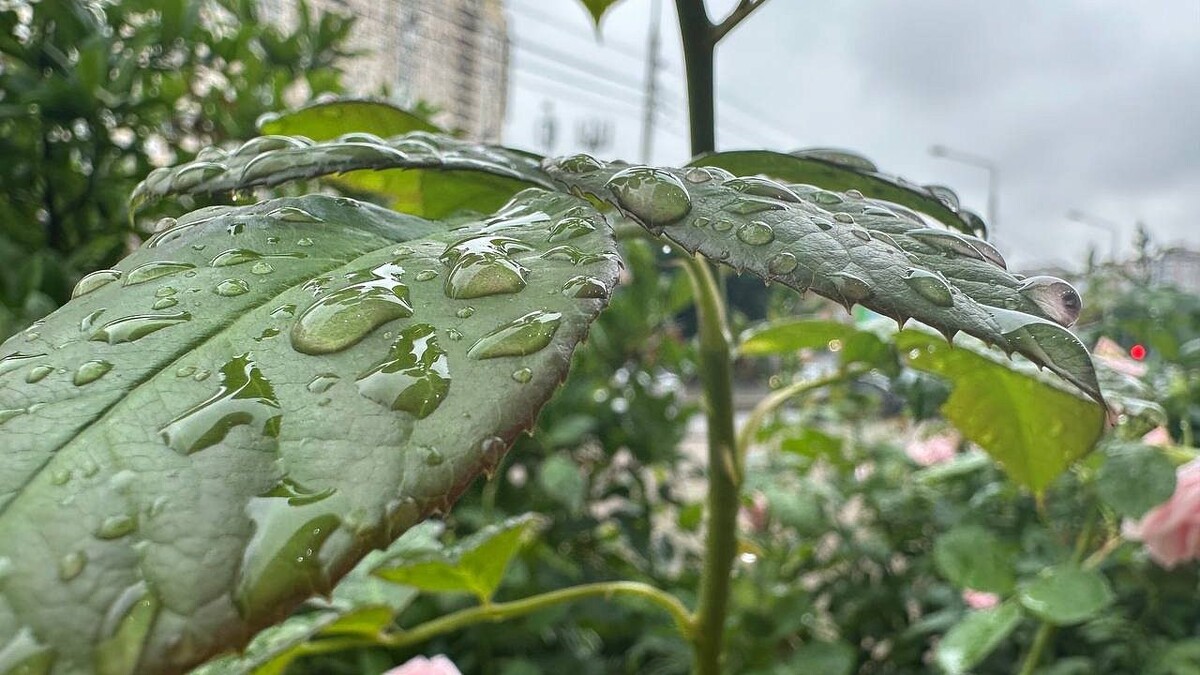    Фото: телеканал «Краснодар»