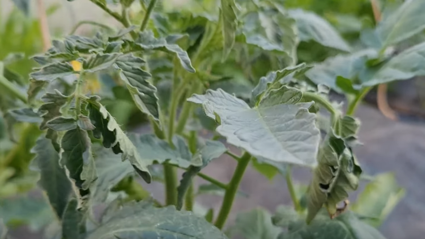 Результат моих "стараний" - так выглядели кусты через сутки после прищипки в жару