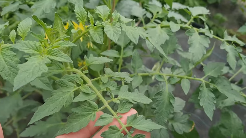 После диагностики всех промахов понял, что июль требует особого подхода к формированию кустов.