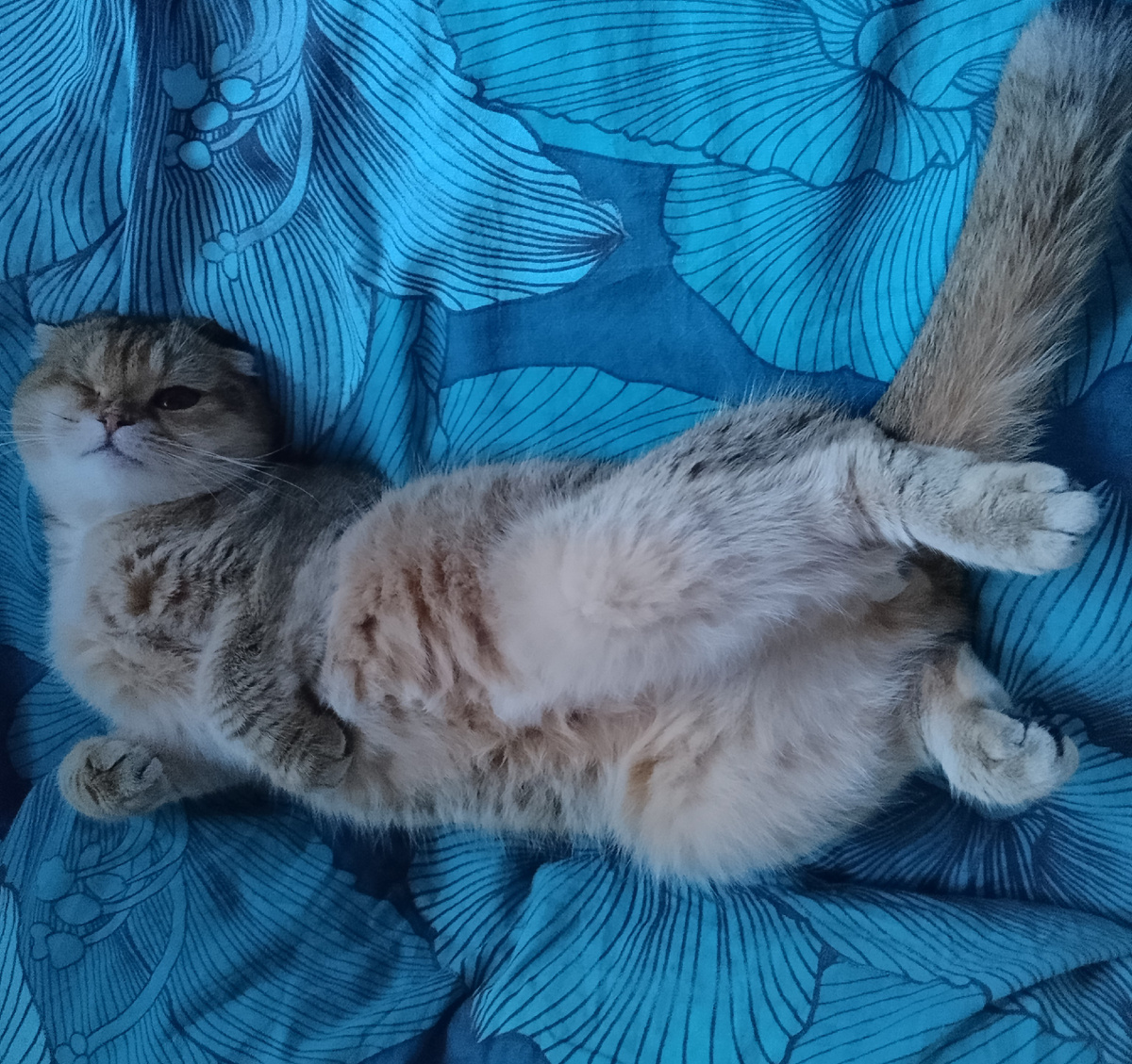 Вот она, развалилась на моей постели. И непременно поперёк дивана