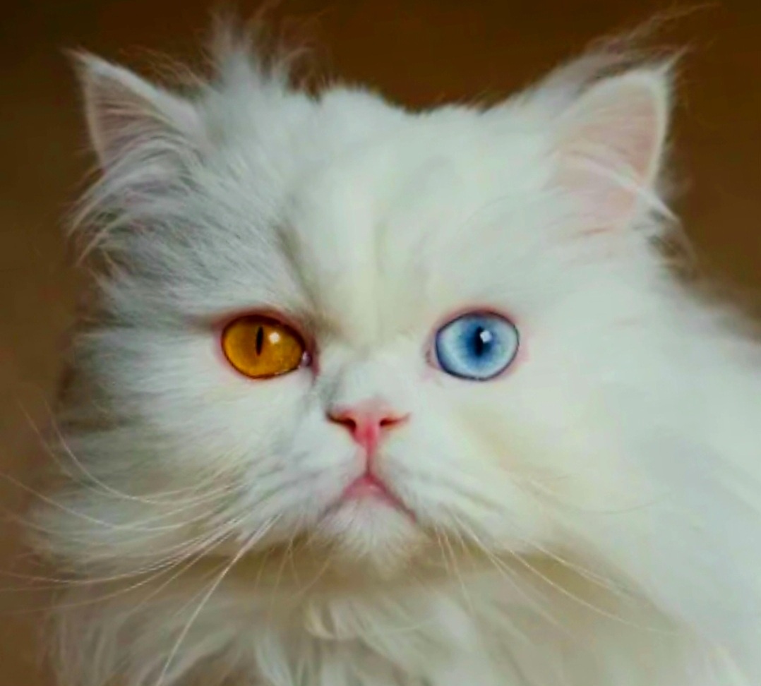 Изображение из свободного источника интернета.