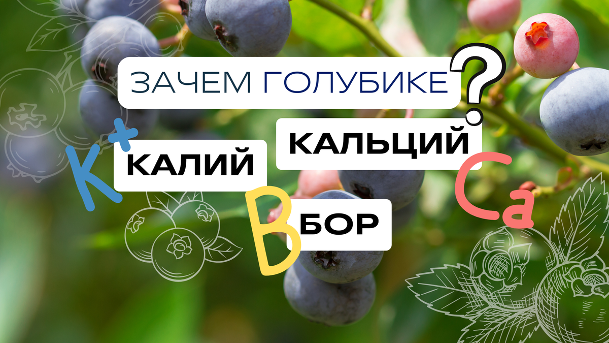 На стадии начала созревания ягод голубике обязательно стоит провести листовую обработку кальцием, калием и бором.
