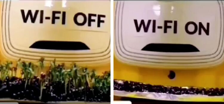 Влияние Wi-Fi на растения: научные факты и мифы