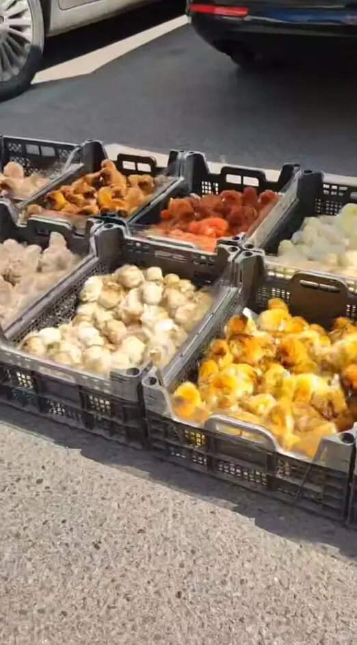    Фото: скриншот из видео в телеграм-канале «Мегаполис | ДТП и ЧП | Санкт-Петербург | Питер»