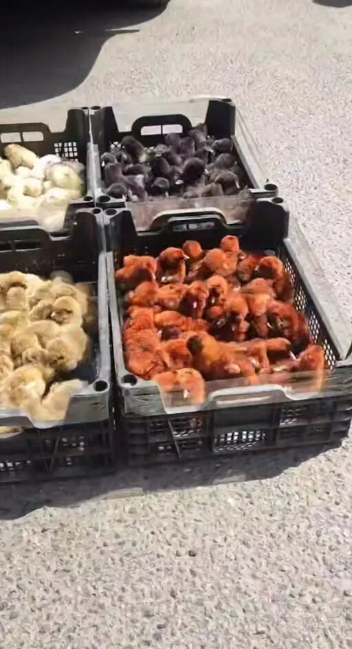    Фото: скриншот из видео в телеграм-канале «Мегаполис | ДТП и ЧП | Санкт-Петербург | Питер»