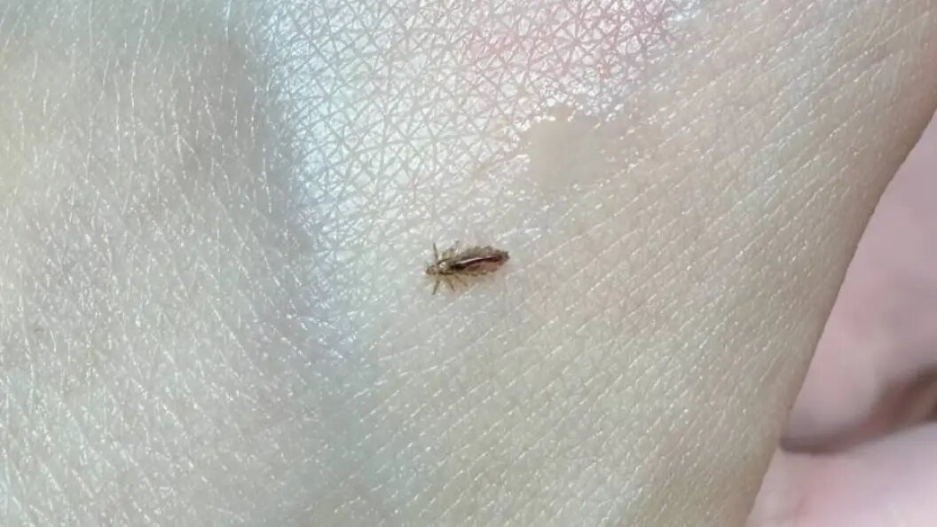    Фото: Царьград