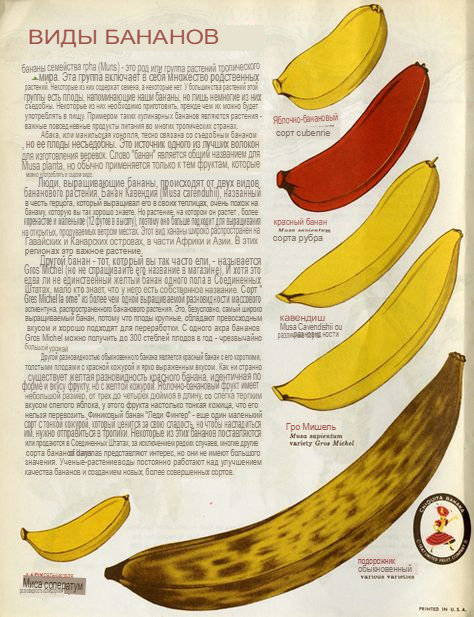 Все сорта бананов. Американская брошюра из 1960-х. Изображение не нарушает правил платформы (Взято из открытых интернет-источников: fr.pinterest.com)