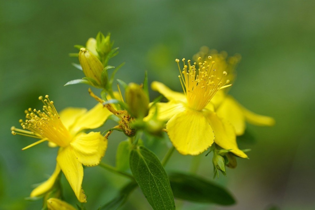 Зверобой продырявленный крупным планом. Хорошо видны прозрачные вместилища эфирного масла и черные точки-желёзки по краям листа