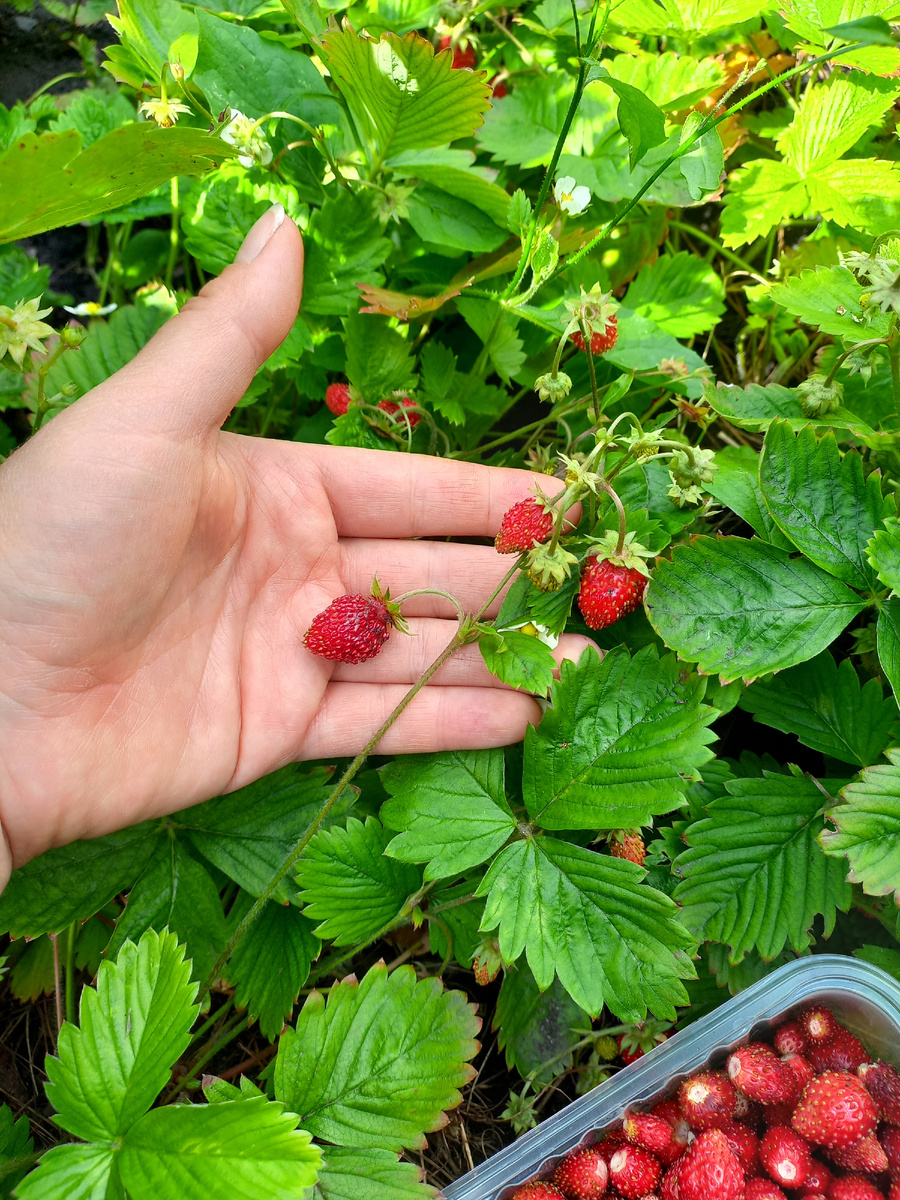 Фото автора, в огороде у свекрови