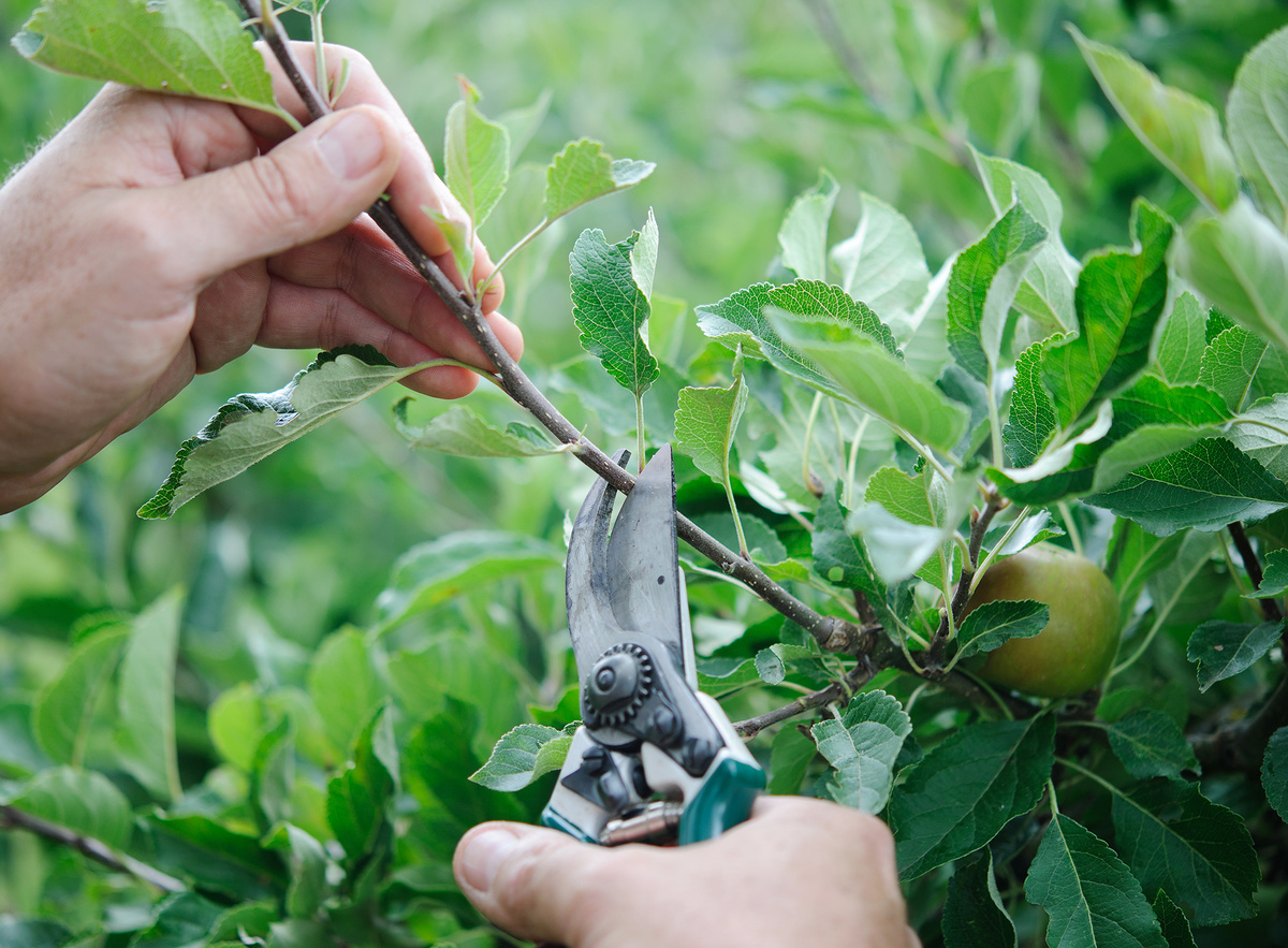 ✂️ Когда секатор творит чудеса: летняя обрезка для богатого урожая!