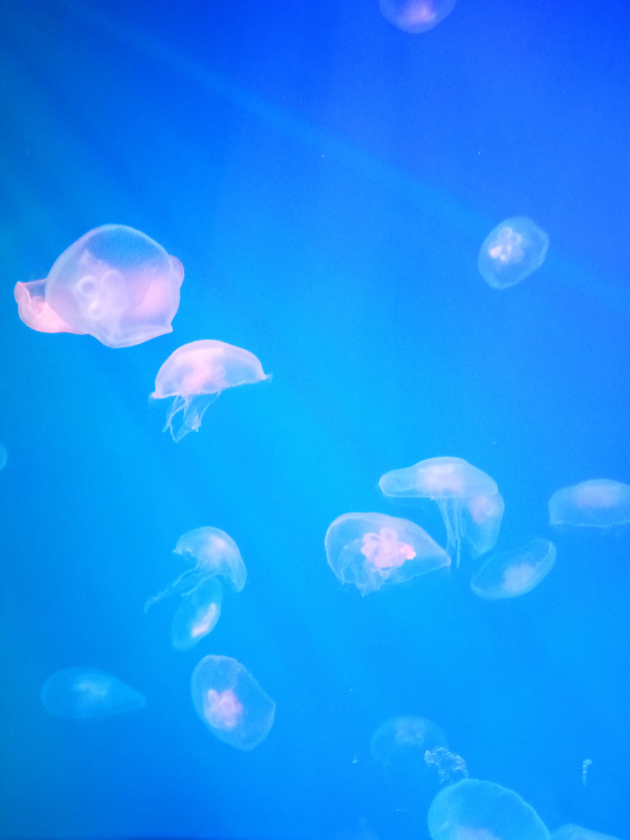 Медузы в петербургском океанариуме, фото автора