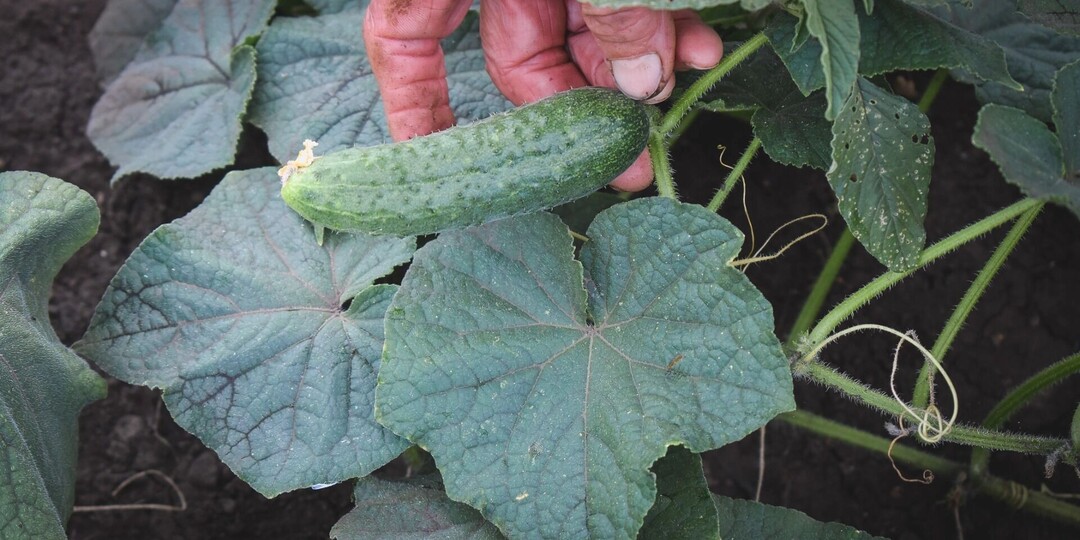 О мощной подкормке для обильного плодоношения огурцов в июле рассказали хабаровчанам