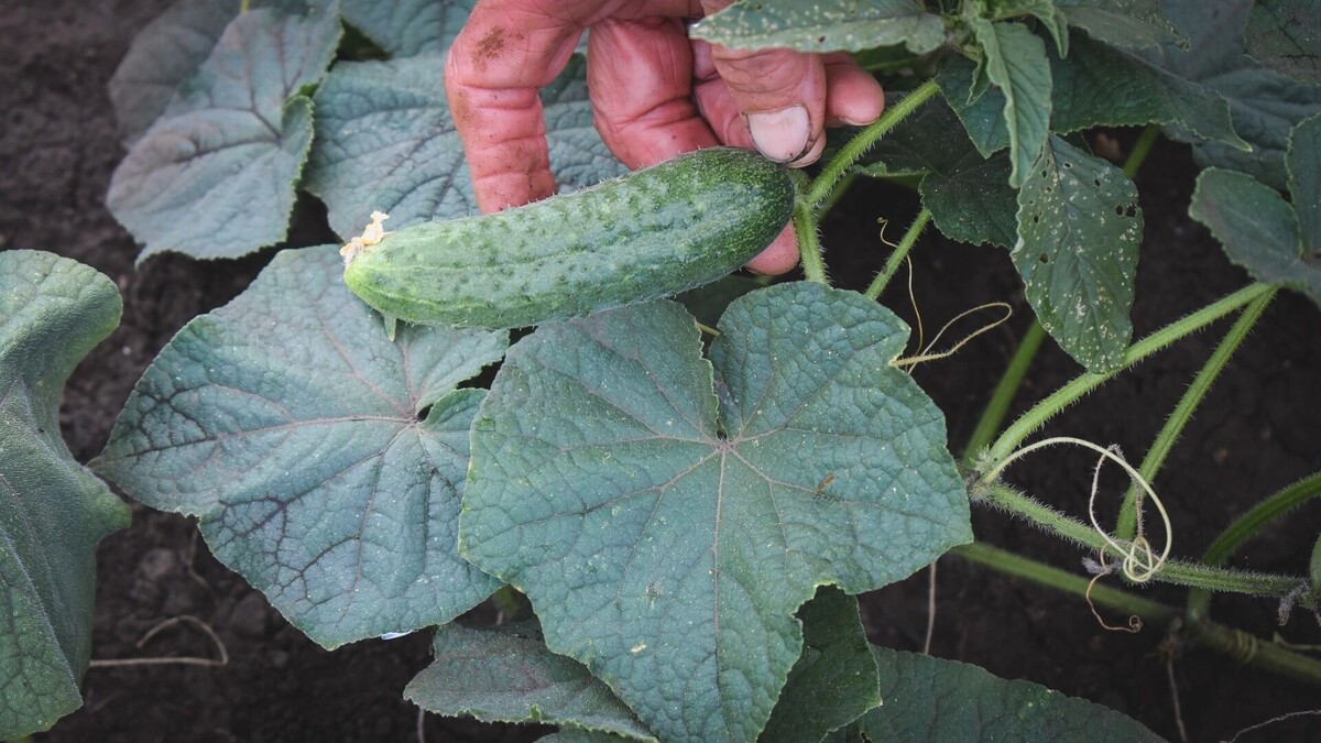     Источник: 1MI