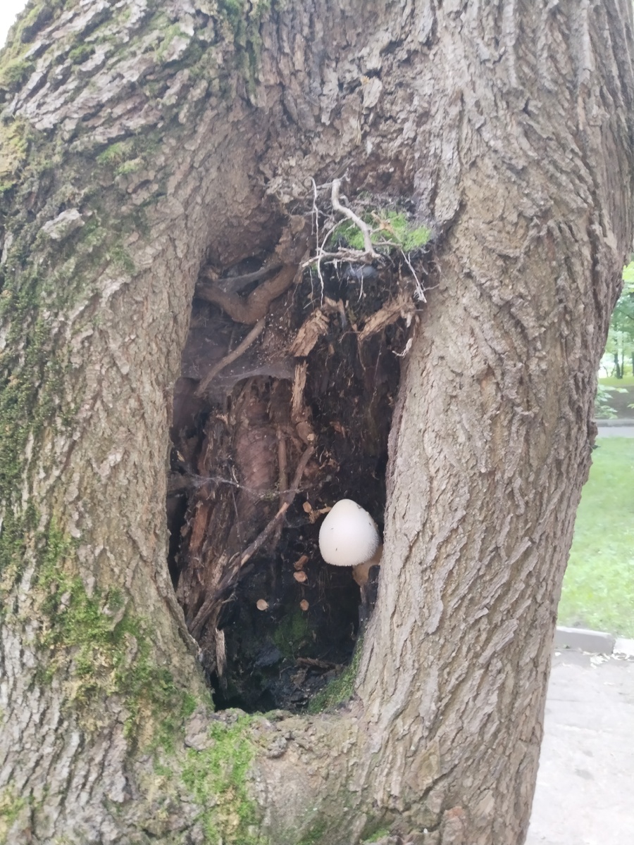 Непонятный гриб