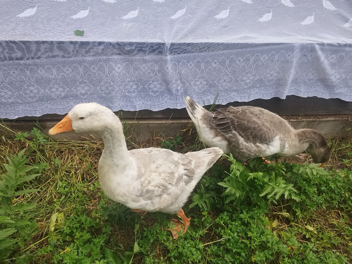 Белый и серый