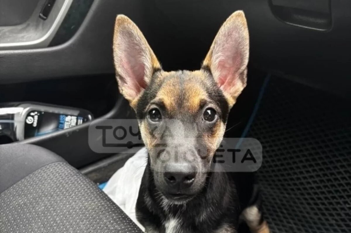    Собаку выбросили из окна автомобиля на Сахалине