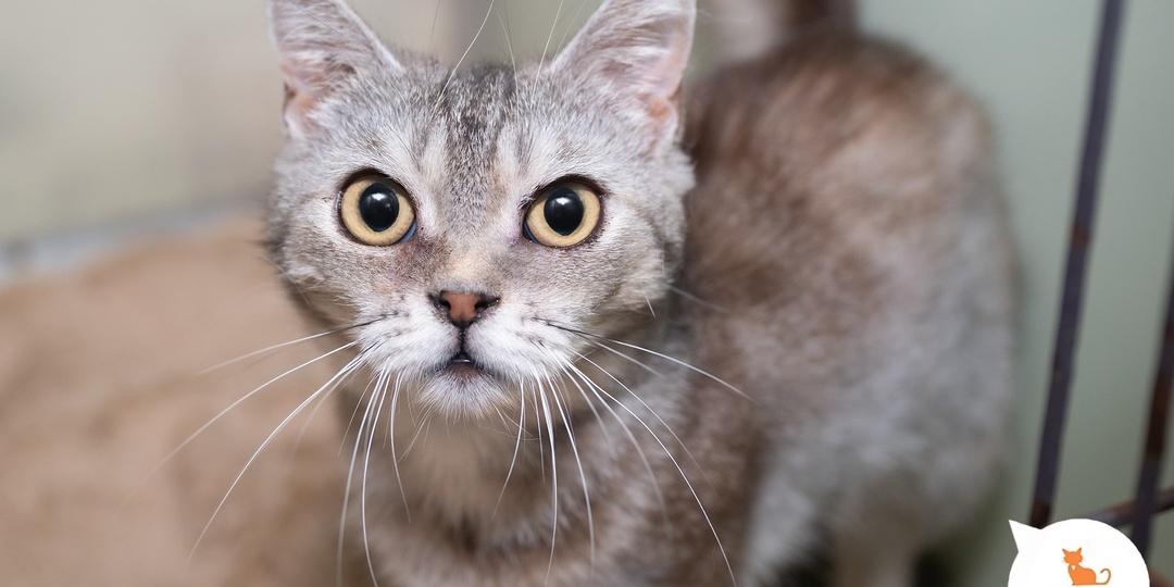 Кошечка – любимое дитё