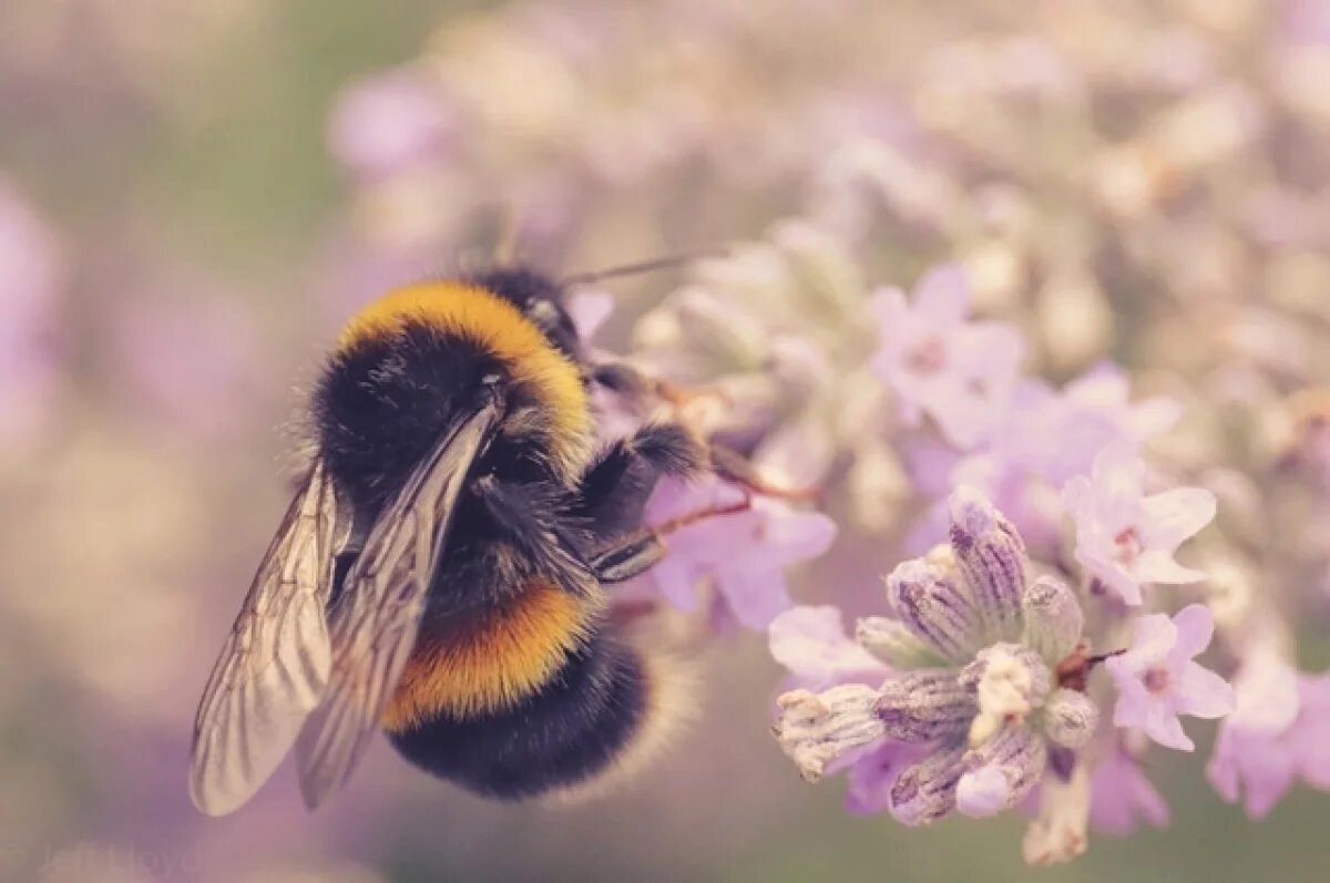    Аллерголог Логина назвала насекомых, укусы которых смертельно опасны в июле