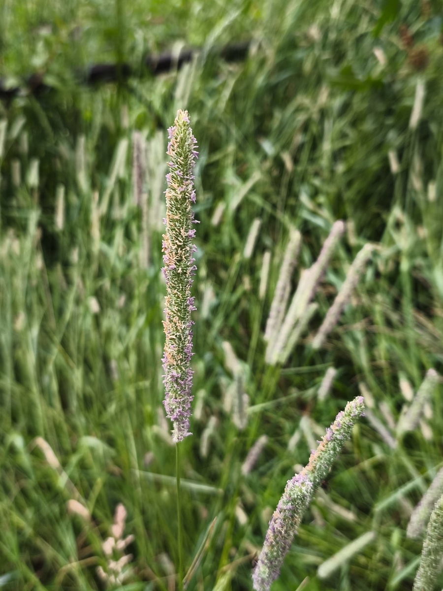 Соцветие овсяницы луговой