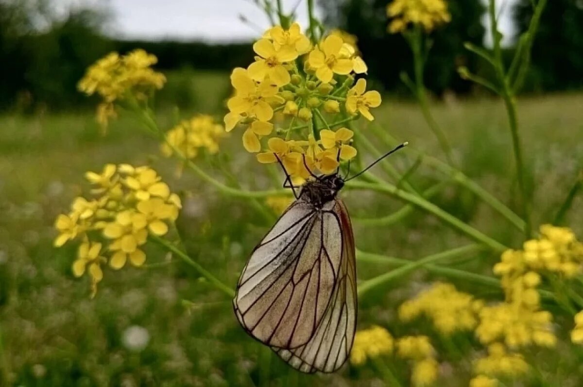    В Башкирии к концу недели потеплеет до +26°