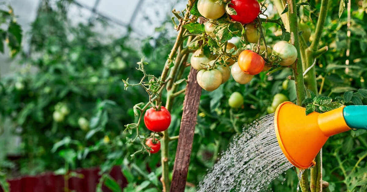 Яндекс картинки