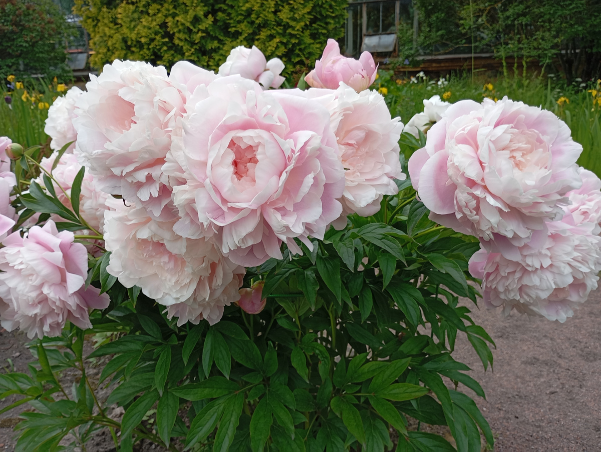 Сорт Миссис Рузвельт