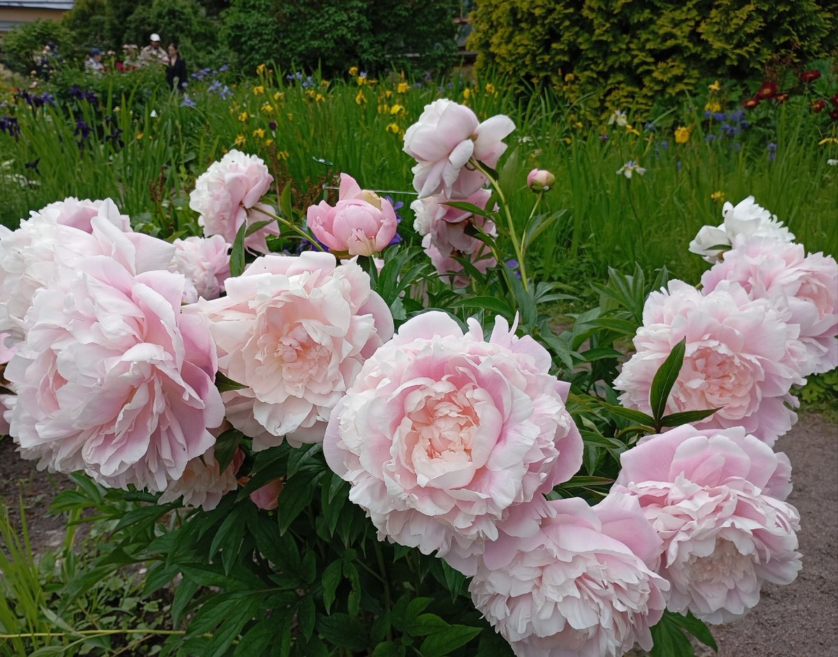 Сорт Миссис Рузвельт