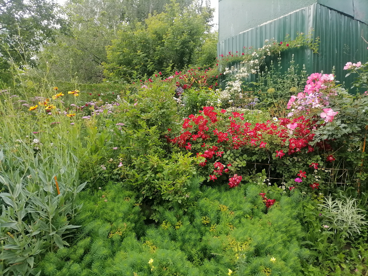 Кто-то не поленился и засадил цветами территорию возле голубятни. Цветов там много разных. Каждый раз, когда прохожу там, хочется остановиться и рассматривать их. 