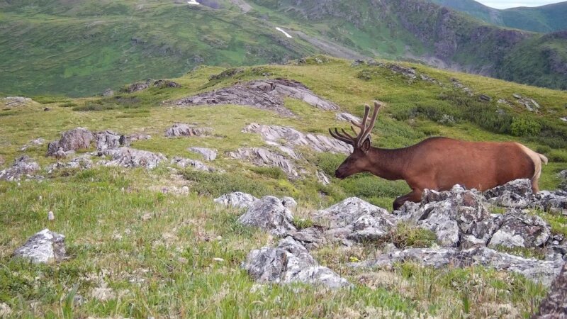     Высокогорье Алтайского заповедника пробуждается Телеграм-канал Алтайского заповедника