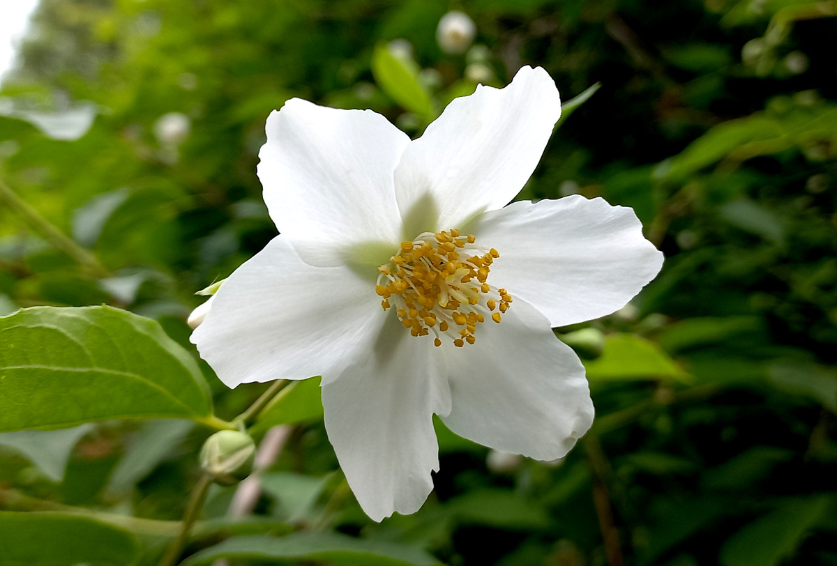 Белый-белый цвет лета 2025