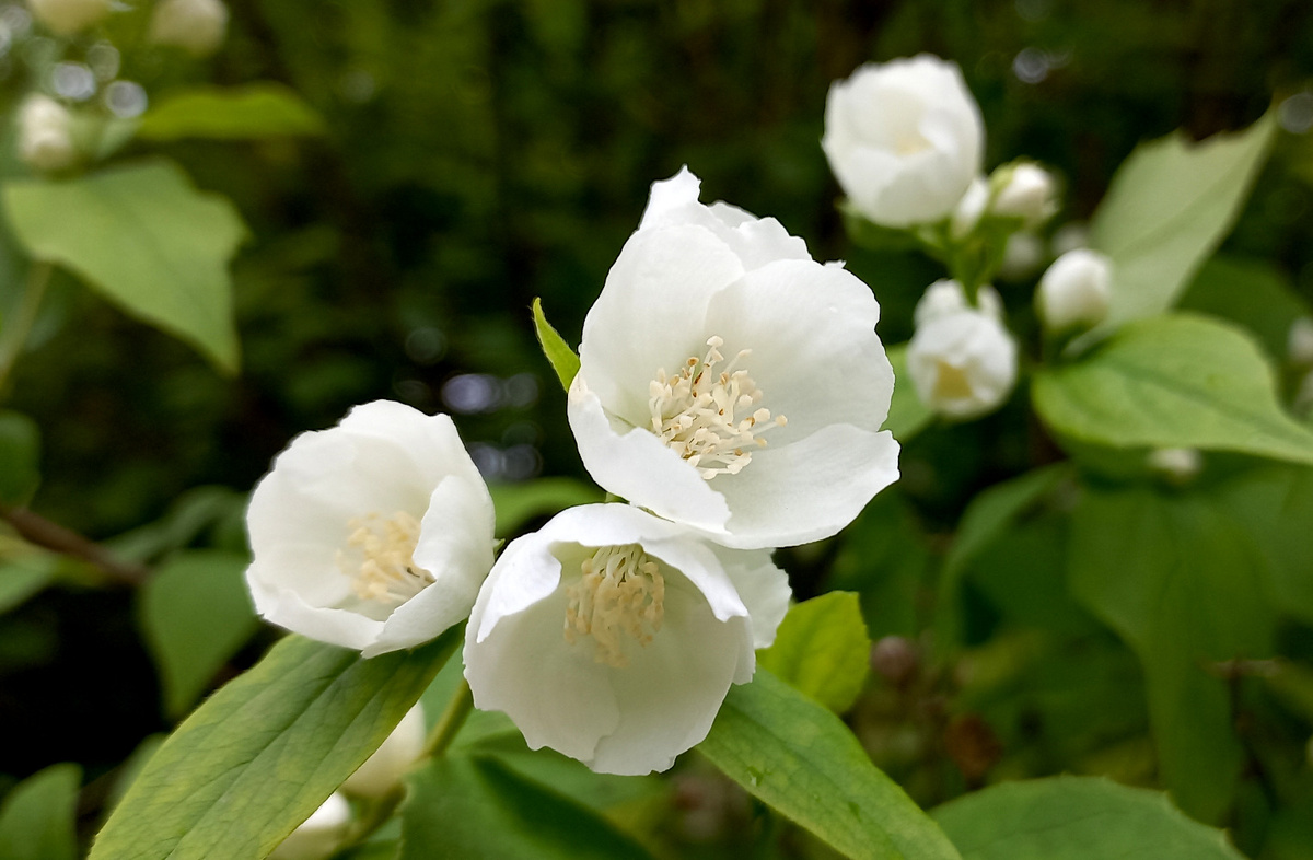 Белый-белый цвет лета 2025
