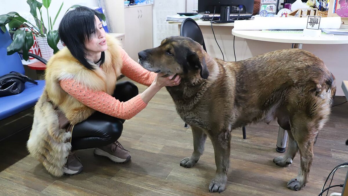 Даже взрослым и серьёзным собакам нужна ласка. Фото Александра ВАСИЛЬЕВА.