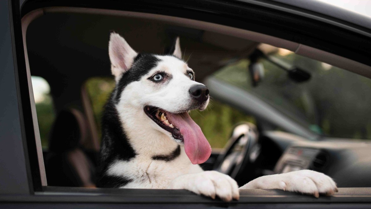    Перевозка собаки в машине должна быть комфортной и безопасной. Фото: Freepik