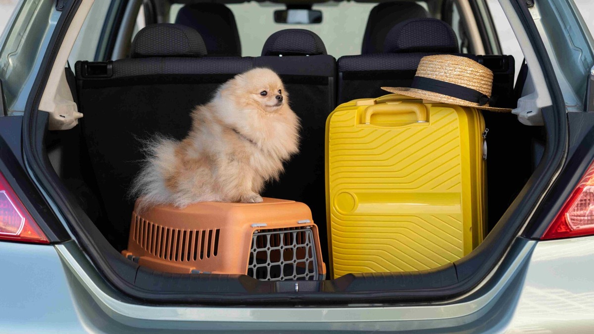    При организации поездки с собакой выбор решения зависит от размера питомца. Фото: Freepik
