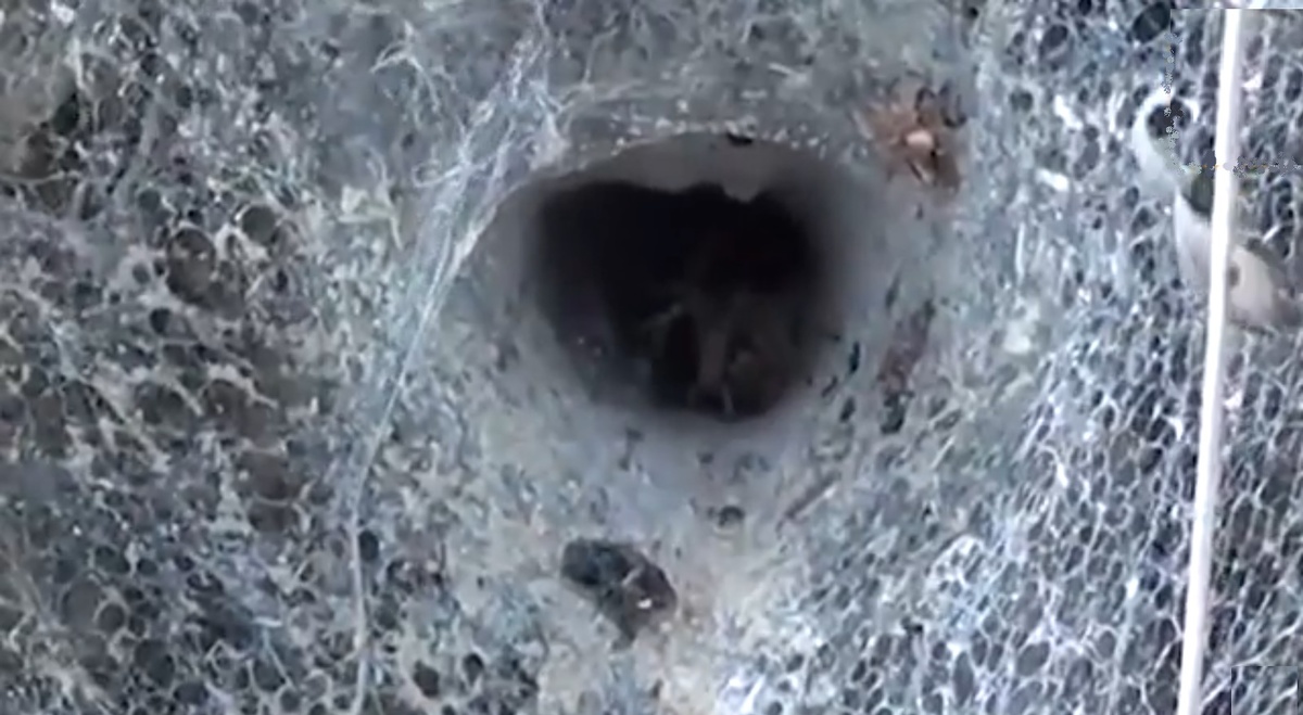 Воронка убежище паука