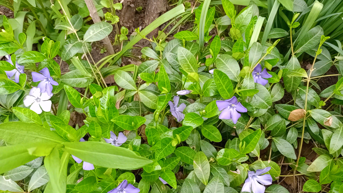 Барвинок (Vinca)